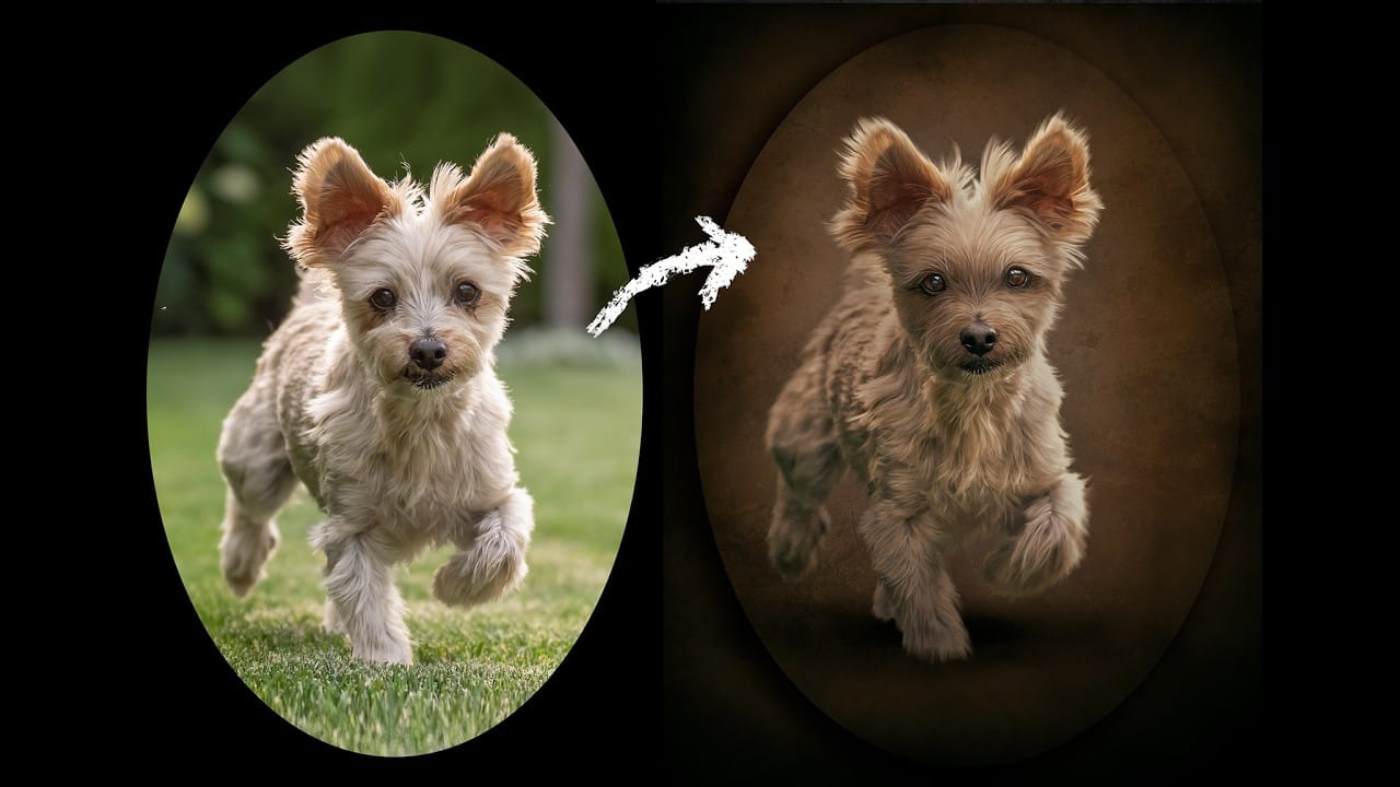 Retouching Pet Portraits in Photoshop: Cleaning Fur, Eyes, and Fine Details