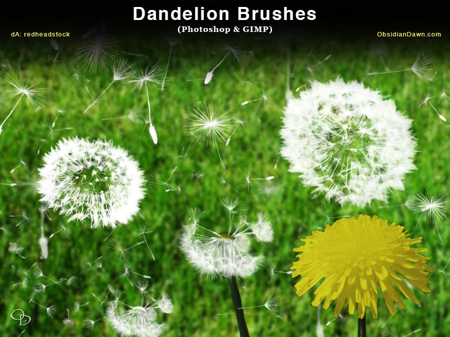 Dandelions and Seeds Photoshop Brushes